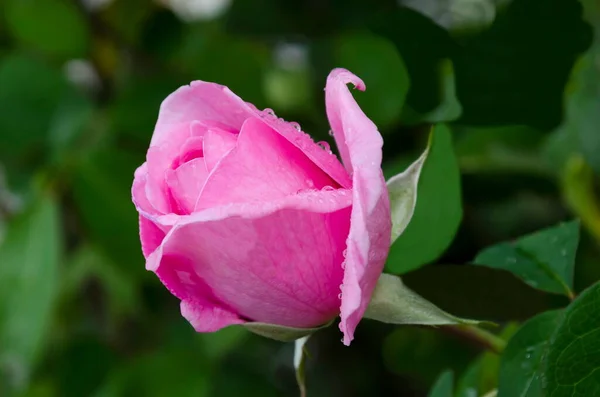 Blühender Rosenstrauch Garten Mit Rosenblüten Die Mit Regentropfen Bedeckt Sind — Stockfoto