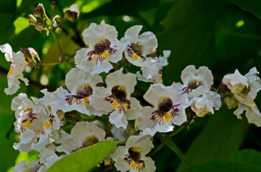 Hindistan fasulye ağacının bir dalını veya çiçek açmış Katalpa bignonioidlerini kapat, Sofya, Bulgaristan   