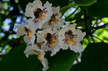 Hindistan fasulye ağacının bir dalını veya çiçek açmış Katalpa bignonioidlerini kapat, Sofya, Bulgaristan   