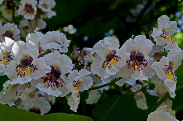 Primer Plano Una Rama Árbol Frijol Indio Catalpa Bignonioides Flor — Foto de Stock