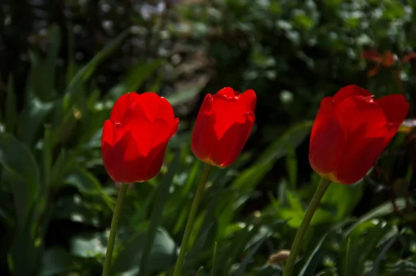 Kilátás Gyönyörű Mező Virágzó Vörös Tulipán Szófia Bulgária — Stock Fotó