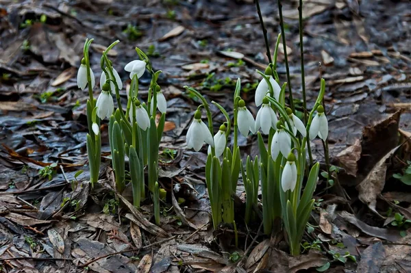 Frische Weiße Schneeglöckchen Garten Frühling Sofia Bulgarien — Stockfoto