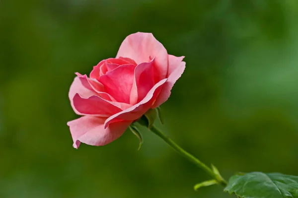 Zdjęcie Krzewu Róży Kwitnącym Różowym Kolorem Parku Przyrody Sofia Bułgaria — Zdjęcie stockowe