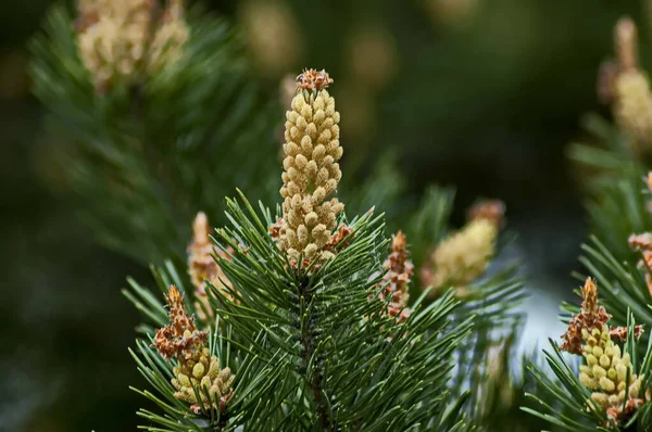 Pine Tree Branch New Tip Early Summer Sofia Bulgaria — Fotografia de Stock