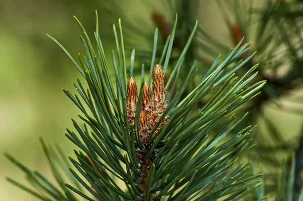 Pine Tree Branch New Tip Early Summer Sofia Bulgaria — Fotografia de Stock