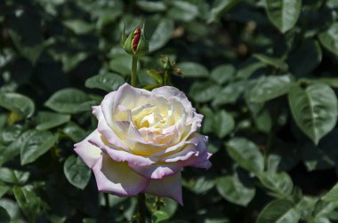 Bulgaristan 'ın Sofya kentindeki bir doğa parkında çiçek açan pembe renkli bir gül çalısı fotoğrafı  