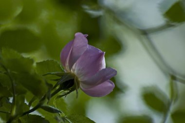 Photo of a wild rose bush with blooming pink color in a nature park, Sofia, Bulgaria   