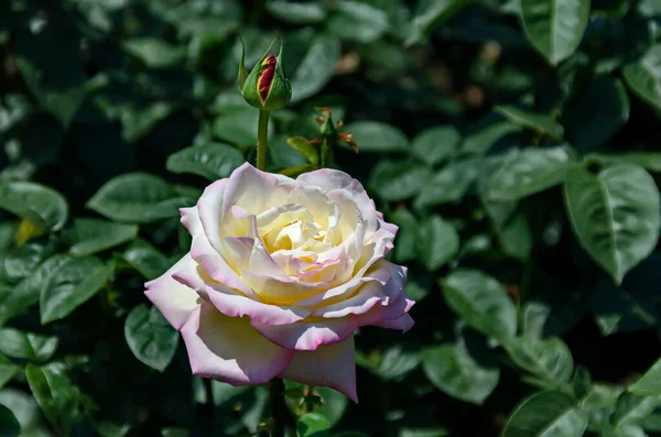Foto Eines Rosenstrauches Mit Blühender Rosa Farbe Einem Naturpark Sofia — Stockfoto