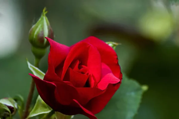 Zdjęcie Krzewu Róży Kwitnącym Czerwonym Kolorem Parku Przyrody Sofia Bułgaria — Zdjęcie stockowe
