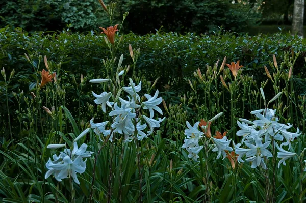 Alley Flowers Bloom White Orange Madonna Lily Lilium Candidum Sofia — Zdjęcie stockowe