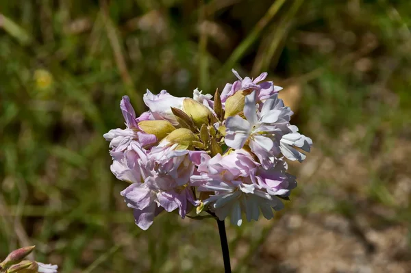 Common Soapwort Saponaria Officinalis Meadow Sofia Bulgaria — Stock Photo, Image