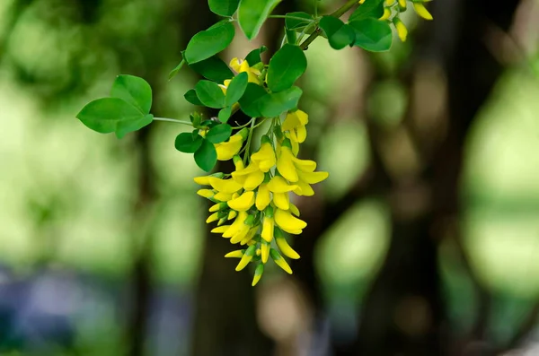 Yellow Acacia Tree Siberian Peashrub Caragana Arborescens Branch Green Leaves — Stock Photo, Image