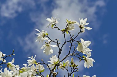 Beyaz bloom ve Manolya ağacının yaprakları ile bahar bahçe, Sofya, Bulgaristan dal 