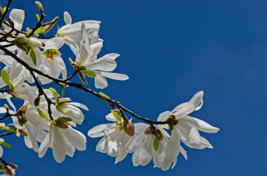 Beyaz bloom ve Manolya ağacının yaprakları ile bahar bahçe, Sofya, Bulgaristan dal 