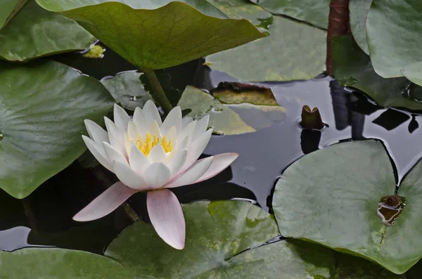 Blooming White Water Lily Lily Leaves Lake Sofia Bulgaria — Stock Photo, Image