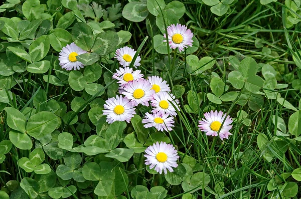 Springtime Meadow Mix Trefoil White Daisies Blooming Sofia Bulgaria — Stock fotografie