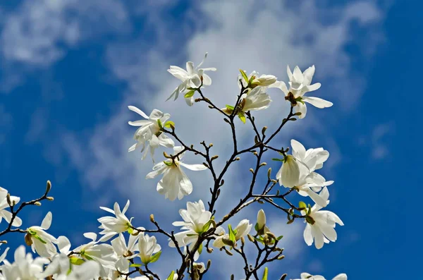 Twig White Bloom Leaves Magnolia Tree Springtime Garden Sofia Bulgaria — Stock Photo, Image