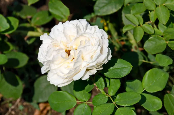 Ein Blick Auf Einen Blühenden Weißen Rosenstrauch Sofia Bulgarien — Stockfoto