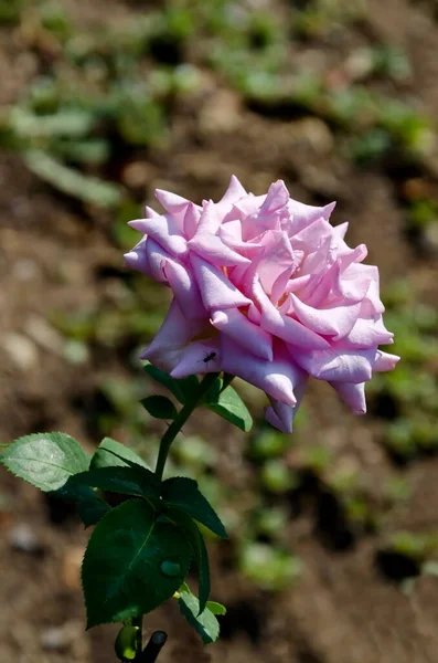 View Pastel Lilac Rose Bush Bloom Sofia Bulgaria — Stock Photo, Image