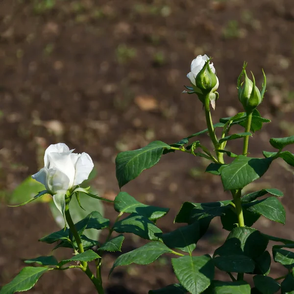 Ein Blick Auf Einen Blühenden Weißen Rosenstrauch Sofia Bulgarien — Stockfoto