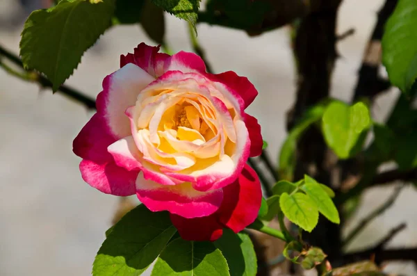 Widok Kwitnącej Różowej Białej Róży Sofia Bułgaria — Zdjęcie stockowe