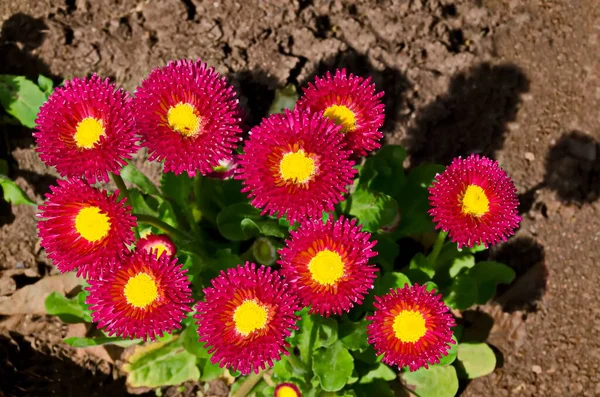 Floração Vermelho Bellis Perennis Margarida Jardim Sofia Bulgária — Fotografia de Stock