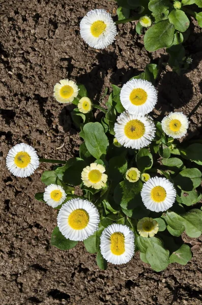 Fioritura Campana Bianca Margherita Giardino Sofia Bulgaria — Foto Stock