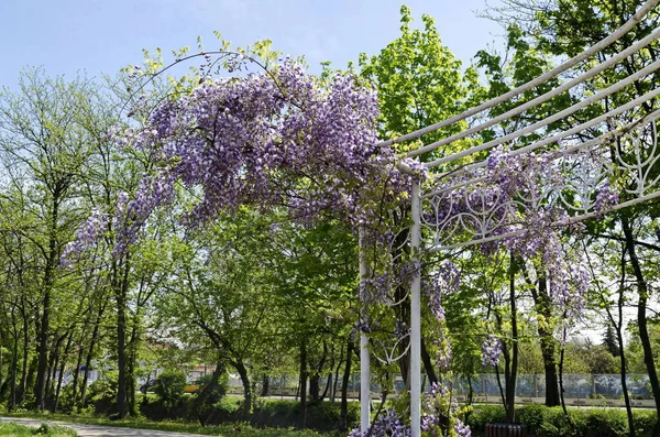 A cozy place for spring relaxation under the loose shade and scent of full color purple wisteria with flowers and leaves in the park, Sofia, Bulgaria