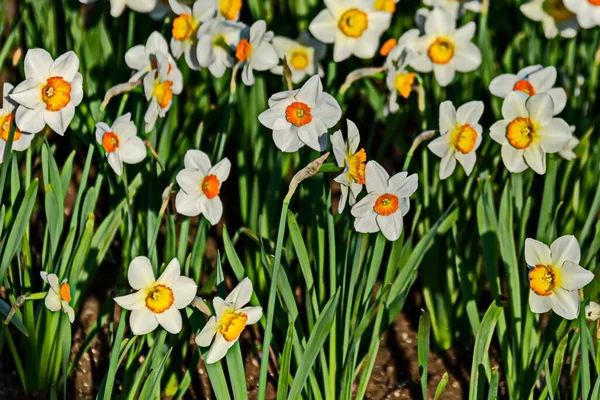 Veld Verlicht Door Een Witte Lente Narcis Narcis Met Een — Stockfoto