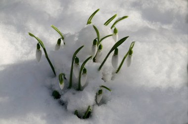  Baharın başlarında kar bahçesinde taze beyaz kar damlaları, Sofya ve Bulgaristan 