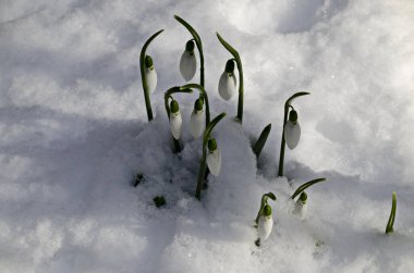  Baharın başlarında kar bahçesinde taze beyaz kar damlaları, Sofya ve Bulgaristan 