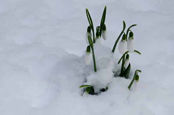 Verse Witte Sneeuwklokjes Sneeuwtuin Het Vroege Voorjaar Sofia Bulgarije — Stockfoto