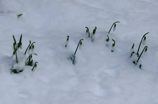 Frescas Nevadas Blancas Jardín Nieve Principios Primavera Sofía Bulgaria —  Fotos de Stock