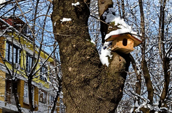 Дерево Пташиним Будинком Сніжному Районі Софії Болгарія — стокове фото