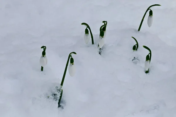 Свежие Белые Подснежники Снежном Саду Ранней Весной София Болгария — стоковое фото