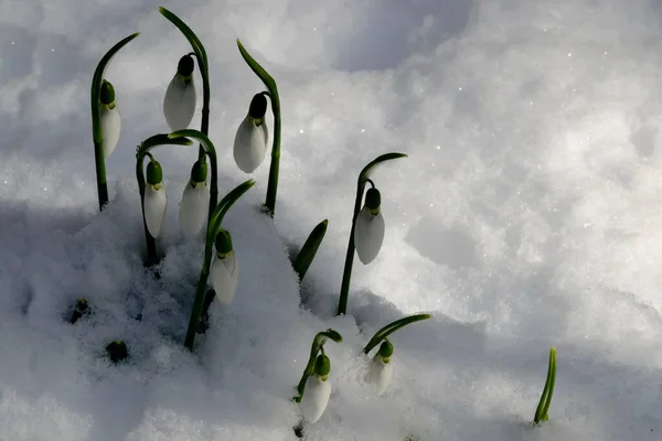 ブルガリア ソフィアの早春の雪の庭で新鮮な白い雪滴 — ストック写真