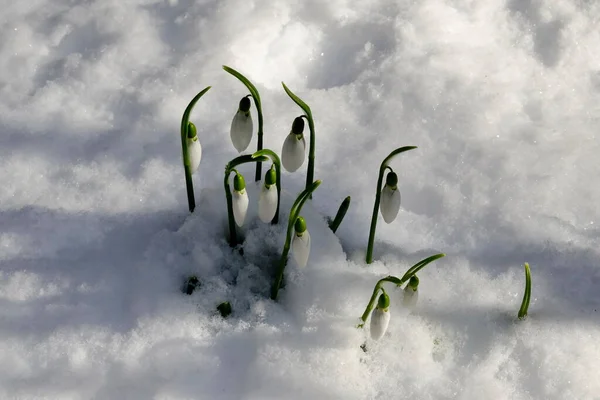 Frescas Nevadas Blancas Jardín Nieve Principios Primavera Sofía Bulgaria — Foto de Stock