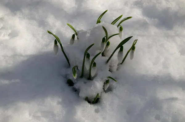 Frescas Nevadas Blancas Jardín Nieve Principios Primavera Sofía Bulgaria —  Fotos de Stock