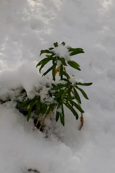 Snowy Perennial Gillyflower Cheiranthus Cheiri 겨울에 나뭇잎 소피아 불가리아 — 스톡 사진