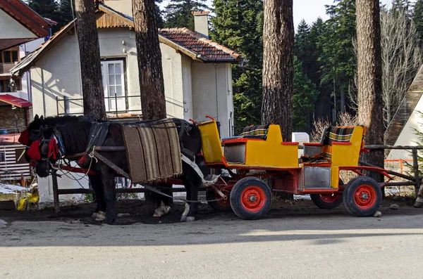 保加利亚Rila山Borovets度假地 传统马车 有等候马匹的客人 — 图库照片