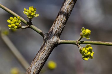 Dogwood, cornus mas, cornelian cherry veya Avrupa korneli, Sofya, Bulgaristan 'ın gelişimi  