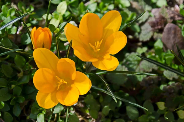 Gyönyörű Tavaszi Sárga Crocus Kertben Szófia Bulgária — Stock Fotó