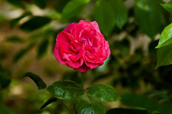 Widok Krzewu Róży Rozkwicie Sofia Bułgaria — Zdjęcie stockowe