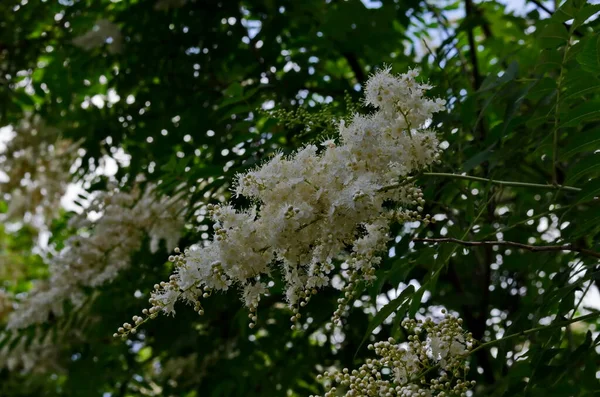 Ramo Albero Giapponese Lilla Siringa Reticolata Con Fiore Bianco Vicino — Foto Stock