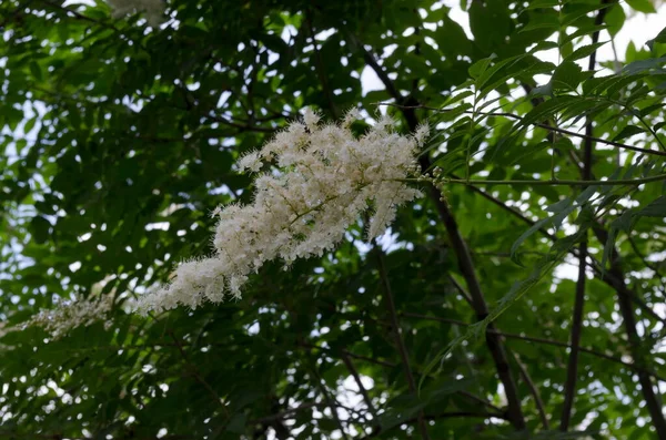 Κλάδος Της Ιαπωνικής Λιλά Δέντρο Syringa Reticulata Λευκό Άνθος Κοντά — Φωτογραφία Αρχείου