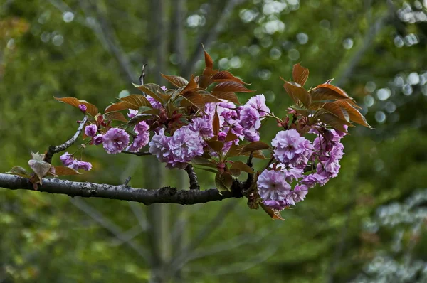 Blühender Zweig Der Japanischen Kirsche Mit Schönen Frühlingsblumen Sofia Bulgarien — Stockfoto