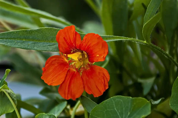 Квітка Настурцію Індійська Серветка Або Tropaolum Majus Літній Сад Софія — стокове фото