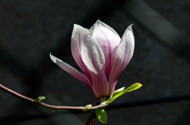 Ağaç dalında tek bir manolya çiçeği, narin, pembe ve beyaz, bahar arkaplanı, Sofya ve Bulgaristan  