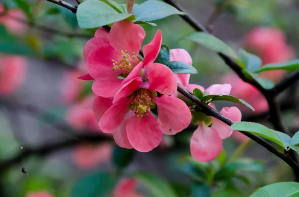 Marmelo Japonês Galho Chaenomeles Speciosa Florescendo Com Uma Cor Rosa — Fotografia de Stock