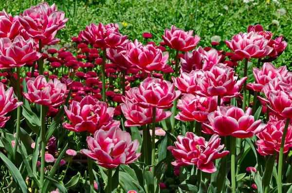 Spring Garden Fresh Grass Daisies Pattern Pink White Old Varieties — стоковое фото